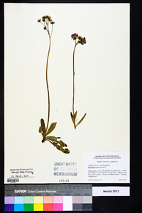 Hieracium aurantiacum image