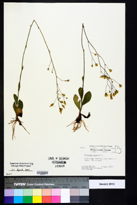 Hieracium gronovii image