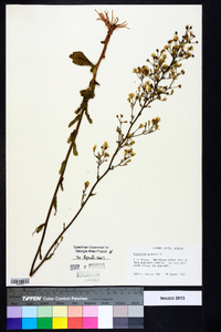 Hieracium gronovii image