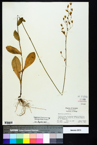 Hieracium gronovii image