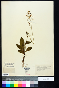 Hieracium gronovii image