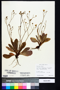 Hieracium venosum image