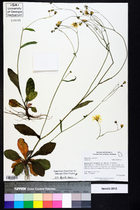 Hieracium venosum image