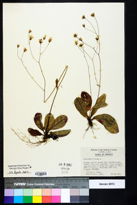 Hieracium venosum image