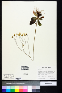 Hieracium venosum image