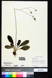 Hieracium venosum image