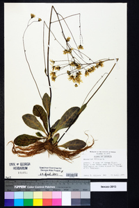 Hieracium venosum image