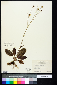 Hieracium venosum image