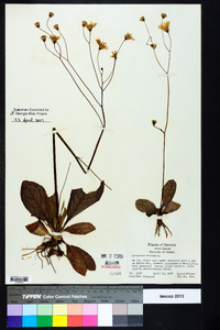 Hieracium venosum image