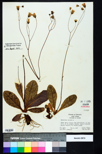 Hieracium venosum image