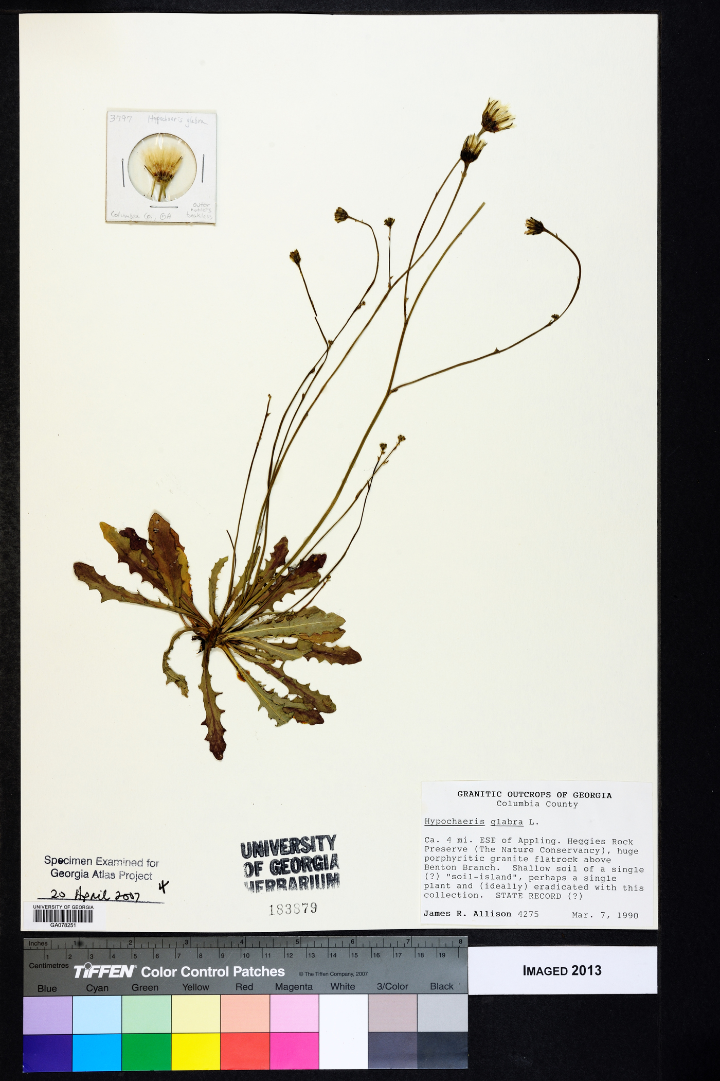Hypochaeris glabra image