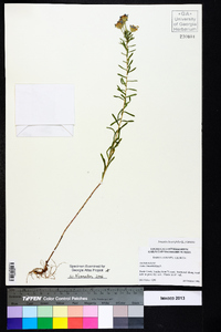 Ionactis linariifolia image