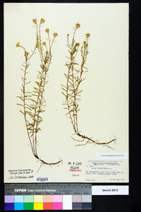 Ionactis linariifolia image