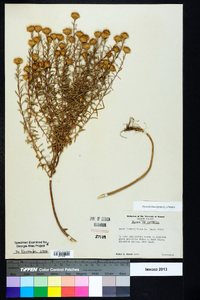 Ionactis linariifolia image