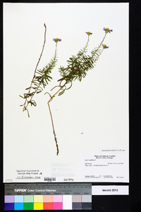 Ionactis linariifolia image