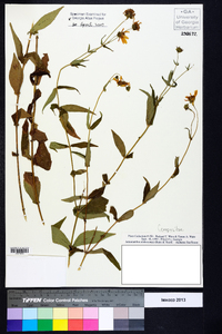 Jamesianthus alabamensis image