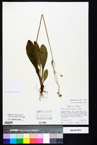 Krigia biflora var. biflora image