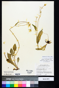 Krigia biflora var. biflora image