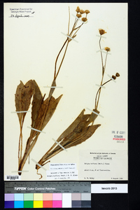 Krigia biflora var. biflora image