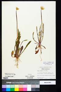 Krigia dandelion image