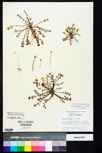 Krigia virginica image