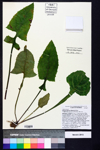 Lactuca floridana image