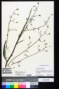 Lactuca floridana image