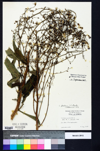 Lactuca floridana image