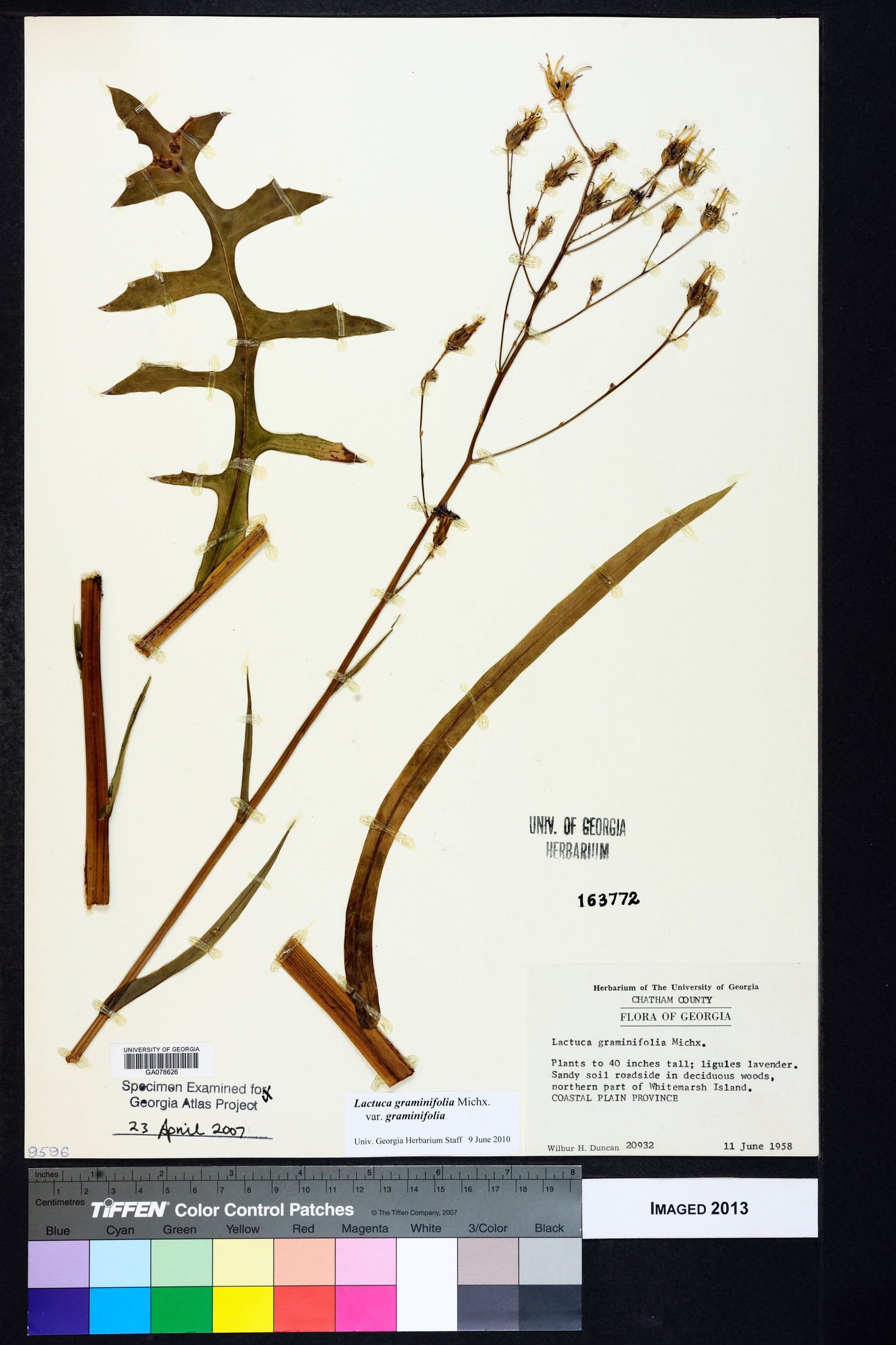 Lactuca graminifolia var. graminifolia image
