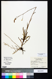 Lactuca graminifolia var. graminifolia image