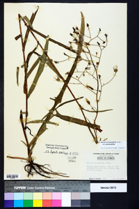 Lactuca graminifolia var. graminifolia image