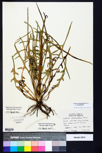 Lactuca graminifolia image