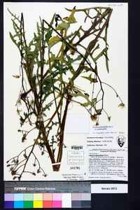 Lactuca graminifolia var. graminifolia image