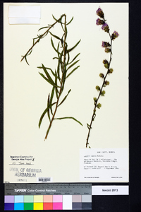 Liatris aspera image