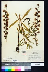 Liatris aspera image