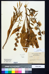 Liatris aspera image