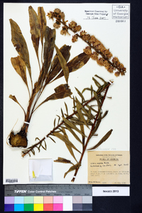 Liatris aspera image