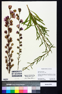 Liatris aspera image