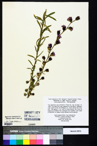 Liatris aspera image