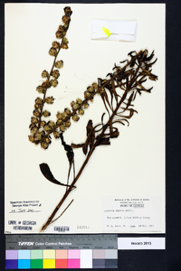 Liatris aspera image