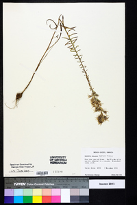 Liatris elegans image