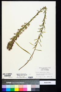 Liatris elegans image