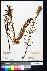 Liatris elegans image