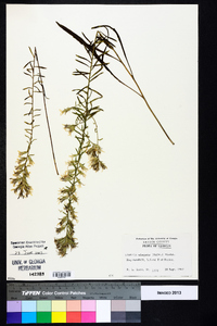 Liatris elegans image