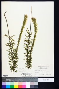 Liatris elegans image