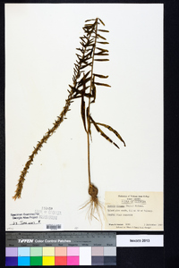 Liatris elegans image