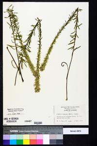 Liatris elegans image