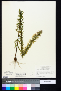 Liatris elegans image