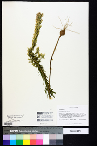 Liatris elegans image