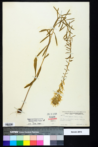 Liatris elegans image